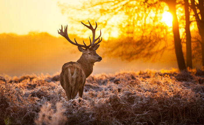 shutterstock 120562819