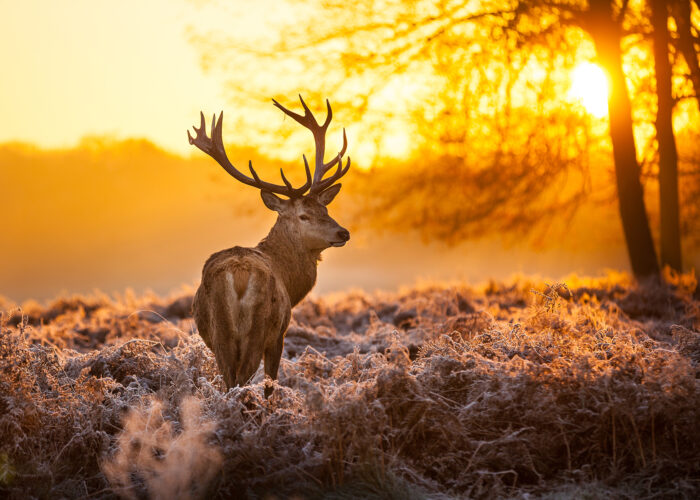 shutterstock 120562819